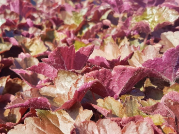 Purpurglöckchen Palace Purple Heuchera micrantha staude rote blätter